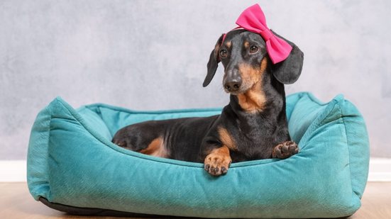 Nomes inspirados em cores são fáceis de associar às características do cachorro (Imagem: Masarik | Shutterstock)