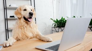 Alguns nomes combinam perfeitamente com cachorros curiosos (Imagem: LightField Stud | Shutterstock)