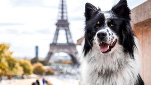 Para quem gosta de viajar, conhecer novas culturas ou sonha em explorar o mundo, nomes inspirados em lugares são uma forma criativa de unir essa paixão ao dia a dia com o pet (Imagem: MHFotografie | Shutterstock)