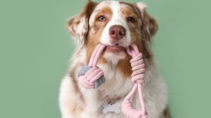 Alguns nomes são ideais para cachorros com muita energia (Imagem: Pixel-Shot | Shutterstock)