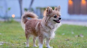 Apaixonados por história podem se inspirar em grandes personalidades na hora de escolher o nome do cachorro (Imagem: Ahtit Ngamjunyaporn | Shutterstock)