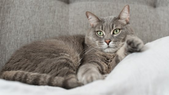 Alguns nomes são perfeitos para gatos que gostam de cochilar por horas e preferem uma rotina mais calma (Imagem: 
Art_Volkusha  | Shutterstock)