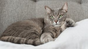 Alguns nomes são perfeitos para gatos que gostam de cochilar por horas e preferem uma rotina mais calma (Imagem: 
Art_Volkusha  | Shutterstock)