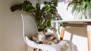 Alguns nomes são perfeitos para gatos que amam passar longas horas dormido em diferentes lugares (Imagem: larisa Stefanjuk | Shutterstock)