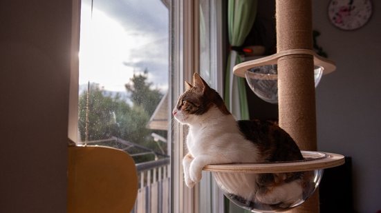 Compreender a personalidade do gato pode ajudar na melhora da convivência e na qualidade de vida do pet (Imagem: Julia Pavaliuk | Shutterstock)