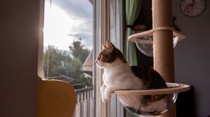 Compreender a personalidade do gato pode ajudar na melhora da convivência e na qualidade de vida do pet (Imagem: Julia Pavaliuk | Shutterstock)