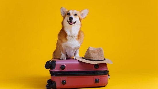 Garantir o bem-estar dos pets é essencial durante as viagens de fim de ano (Imagem: BONDART PHOTOGRA | Shutterstock)