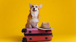 Garantir o bem-estar dos pets é essencial durante as viagens de fim de ano (Imagem: BONDART PHOTOGRA | Shutterstock)