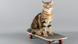Personalidades do mundo esportivo podem servir de inspiração para ótimos nomes de gatos (Imagem: 135pixels | Shutterstock)