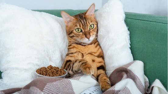 Nomes de personagens da série Friends refletem a personalidade única e marcante dos gatos (Imagem: Svetlana Rey | Shutterstock)
