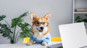 Nomes inspirados em 'The Office' exploram a personalidade única dos pets e criam conexões com os fãs da série (Imagem: Kristina Holovach | Shutterstock)