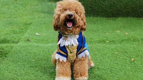 Personagens de contos de fadas podem servir de inspiração para o nome do seu cachorro (Imagem: Radhitya ardian arkans | Shutterstock)