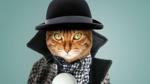 Nomes de personagens literários podem ser escolhas ideais para batizar gatos (Imagem: Svetlana Rey | Shutterstock)