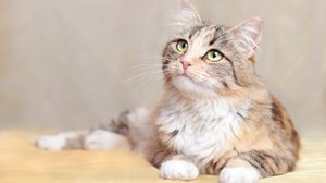 É importante que o nome combine com a personalidade e aparência do gato (Imagem: Mariia Romanyk | Shutterstock)