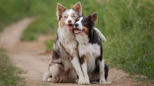 A forma como chamamos o pet pode realçar o jeito sociável que ele mostra no convívio (Imagem: Anna Averianova | Shutterstock)