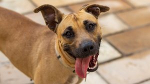 O vira-lata caramelo se tornou um verdadeiro ícone da cultura brasileira (Imagem: Higor Miranda | Shutterstock)