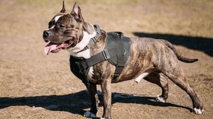 Personagens de filmes de ação inspiram os tutores na hora de nomear os cachorros (Imagem: George Trumpeter | Shutterstock)