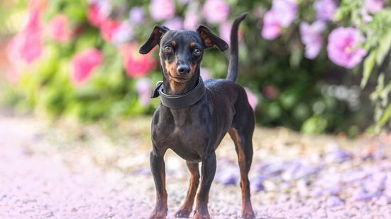 O pinscher é um cão leal, teimoso e enérgico (Imagem: Annabell Gsoedl | Shutterstock)