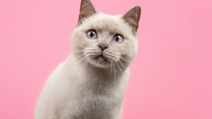 Muitos personagens da cultura geek tem características marcantes que lembra os felinos (Imagem: MirasWonderland | Shutterstock)