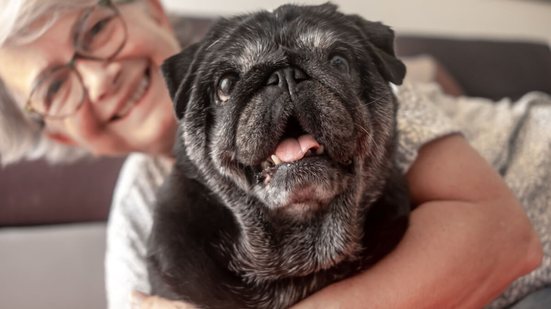 A suplementação pode ajudar a melhorar a qualidade de vida dos animais idosos (Imagem: Lucigerma | Shutterstock)