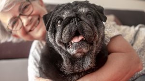 A suplementação pode ajudar a melhorar a qualidade de vida dos animais idosos (Imagem: Lucigerma | Shutterstock)