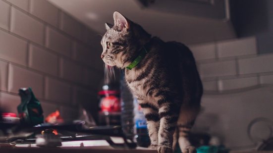 Hiperatividade dos gatos durante a noite pode ser sinal de tédio  e ansiedade (Imagem: Vershinin89 | Shutterstock)