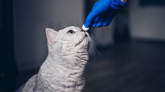 Vermifugação é muito importante para prevenir e tratar vermes em pets (Imagem: TarasBeletskiy | Shutterstock)