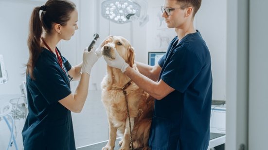 O cuidado com a saúde dos olhos é essencial para proteger a visão dos pets (Imagem: Gorodenkoff | Shutterstock)