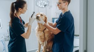 O cuidado com a saúde dos olhos é essencial para proteger a visão dos pets (Imagem: Gorodenkoff | Shutterstock)