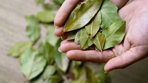 O louro pode ser usado em simpatias para ajudar o dinheiro render (Imagem: Alesta | Shutterstock)