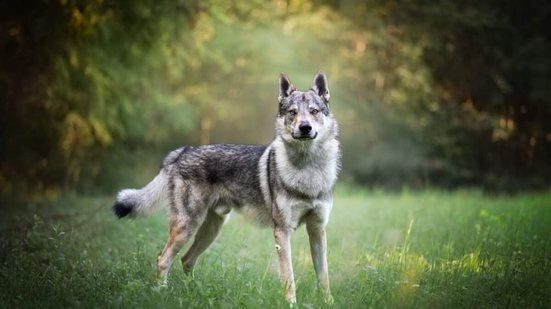 O cão lobo tchecoslovaco é reconhecido por sua versatilidade e desempenho em diversas tarefas (Imagem: Dany Store | Shutterstock)