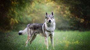 O cão lobo tchecoslovaco é reconhecido por sua versatilidade e desempenho em diversas tarefas (Imagem: Dany Store | Shutterstock)