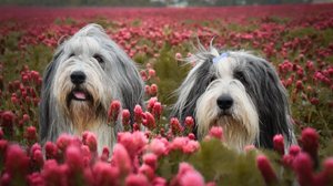 O bearded collie é uma raça antiga e muito inteligente (Imagem: dodafoto | Shutterstock)