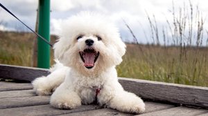 O bichon frisé encanta por sua inteligência e temperamento amigável (Imagem: Vit Tiser | Shutterstock)