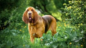 Os cachorros da raça bloodhound foram inicialmente utilizados na caça de grandes animais em florestas densas (Imagem: Glikiri | Shutterstock)