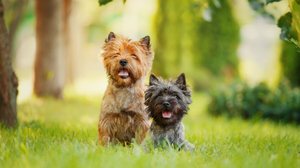 O cairn terrier é uma das raças mais antigas do grupo dos terriers (Imagem: Marina Plevako | Shutterstock)