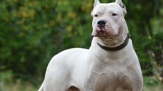 O dogo argentino é um cachorro inteligente e afetuoso (Imagem: GeptaYs | Shutterstock)