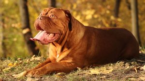 O dogue de bordeaux tem uma história marcada por coragem, lealdade e resistência (Imagem: Liliya Kulianionak | Shutterstock)