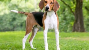 O foxhound americano pode ser um ótimo companheiro para tutores ativos e que apreciam atividades ao ar livre (Imagem: Mary Swift | Shutterstock)