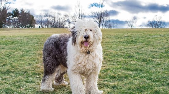 O old english sheepdog é uma raça protetora e brincalhona (Imagem: DesignTop | Shutterstock)