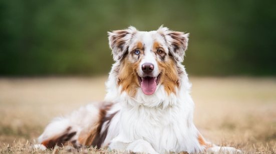 O pastor australiano é valorizado por seu instinto de pastoreio, versatilidade e lealdade (Imagem: kathrineva20
| Shutterstock)