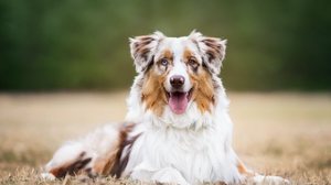 O pastor australiano é valorizado por seu instinto de pastoreio, versatilidade e lealdade (Imagem: kathrineva20
| Shutterstock)