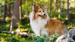 A raça pastor de Shetland é admirada tanto em competições de beleza e obediência quanto como animal de estimação (Imagem: Piotr Piatrouski | Shutterstock)