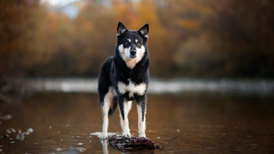 O pastor finlandês da lapônia é um cachorro inteligente e ativo (Imagem: Enna8982 | Shutterstock)