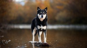 O pastor finlandês da lapônia é um cachorro inteligente e ativo (Imagem: Enna8982 | Shutterstock)