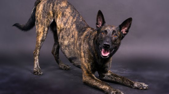 O pastor holandês se destaca como uma das raças mais completas entre os cães pastores (Imagem: Ivan Zelenin | Shutterstock)