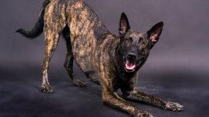 O pastor holandês se destaca como uma das raças mais completas entre os cães pastores (Imagem: Ivan Zelenin | Shutterstock)