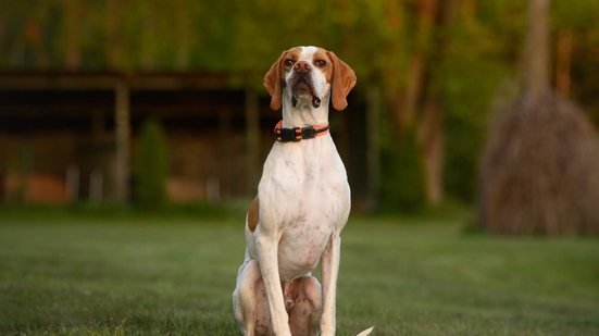 O pointer inglês é uma das raças mais tradicionais e admiradas entre os cães de caça apontadores (Imagem: otsphoto | Shutterstock)