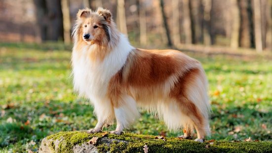 O rough collie é um cão de pastoreio ágil e atento (Imagem: Sherbak_photo | Shutterstock)