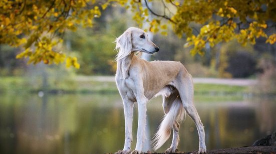 O saluki possui uma estrutura corporal leve e aerodinâmica, desenhada para velocidade e resistência (Imagem: Svetlay | Shutterstock)
